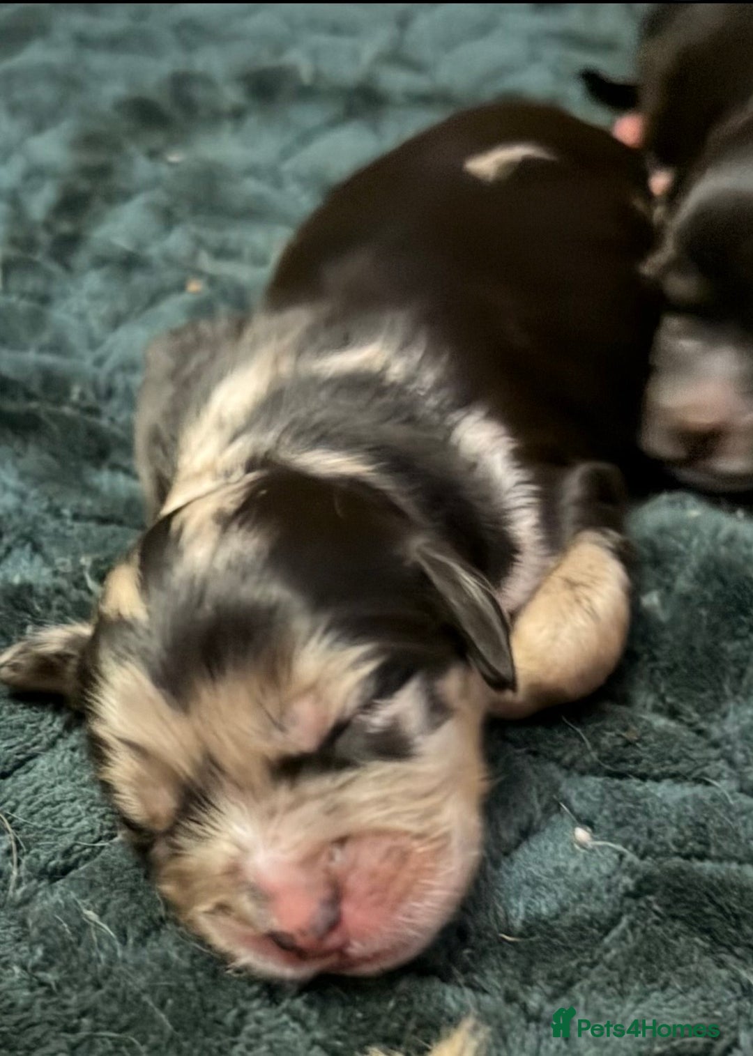 Cockapoo dogs for sale: F1 Cockapoo Puppies - Advert 13