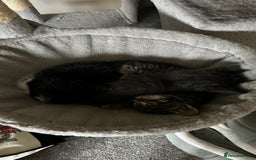 Domestic Shorthair cats for sale: 7 very adorable kittens  - Image 13