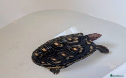 Tortoise reptiles for sale: Female cherry head red foot tortoise - Image 12