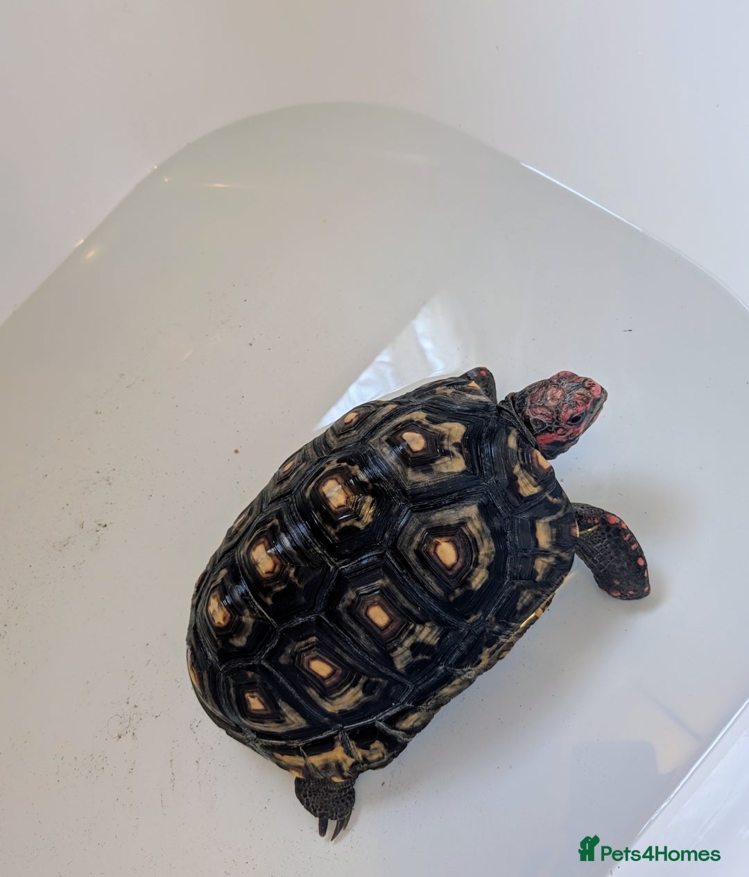 Tortoise reptiles for sale: Female cherry head red foot tortoise - Image 12