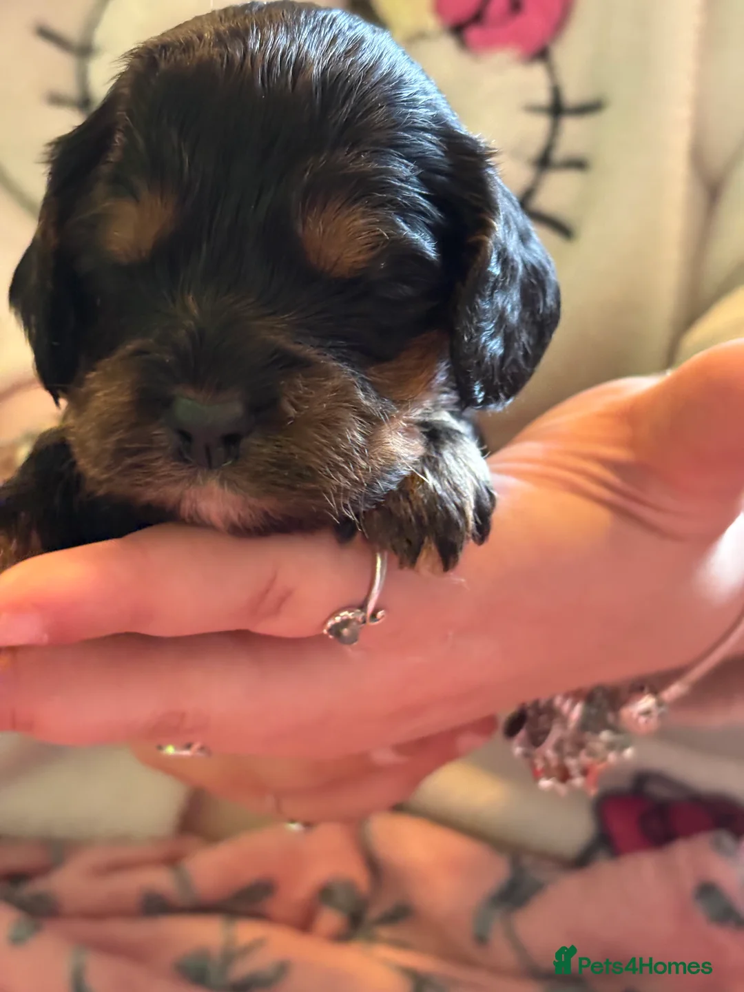Mixed Breed dogs for sale: Cavapoo Puppies  - Advert 12
