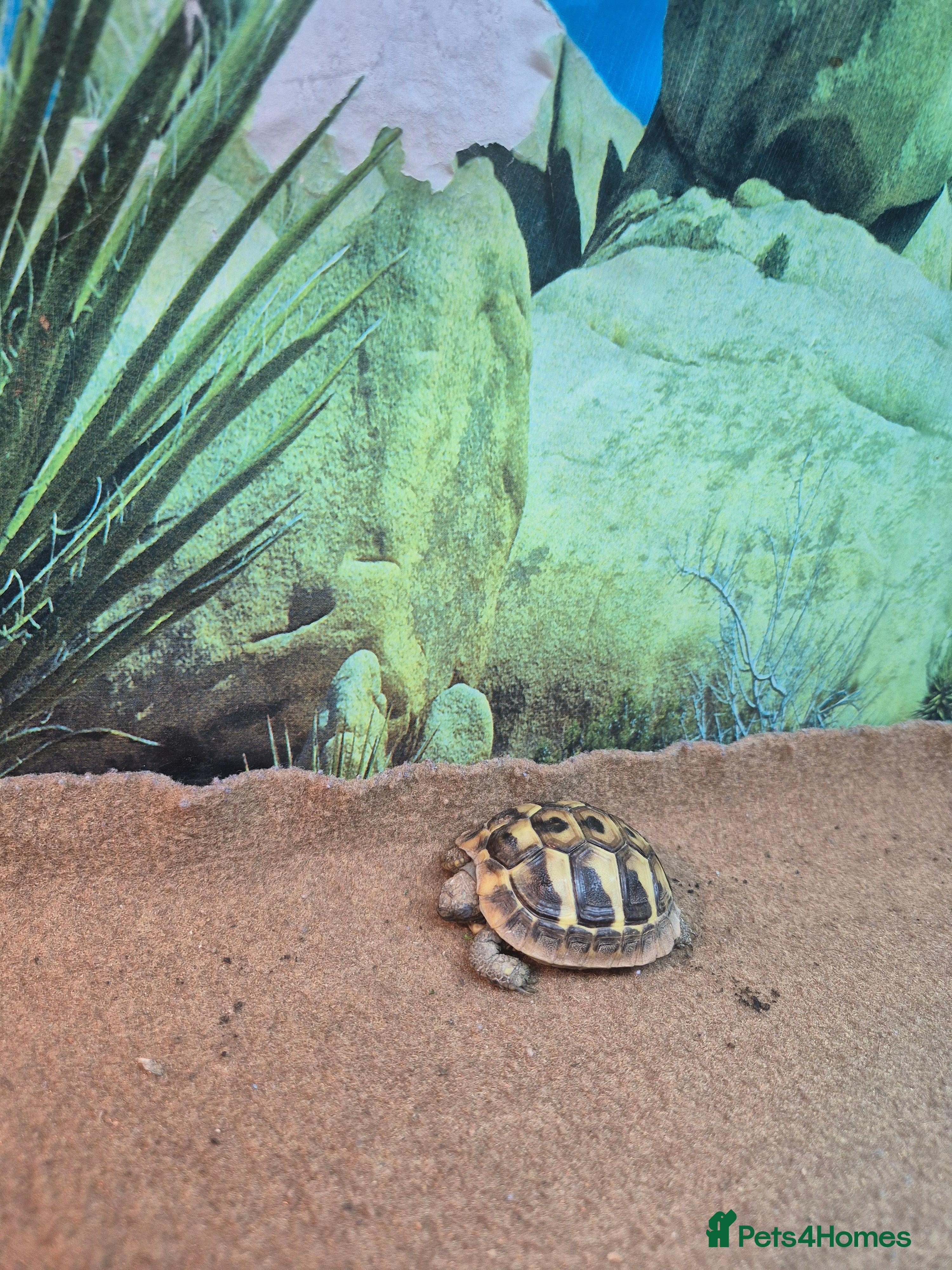 Tortoise reptiles Tortoise  - Advert 2