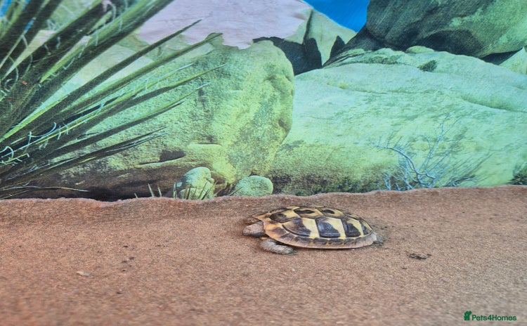 Tortoise reptiles - Advert 16