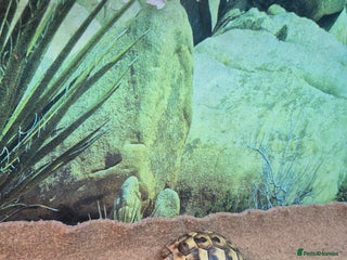 Tortoise reptiles - Advert 11