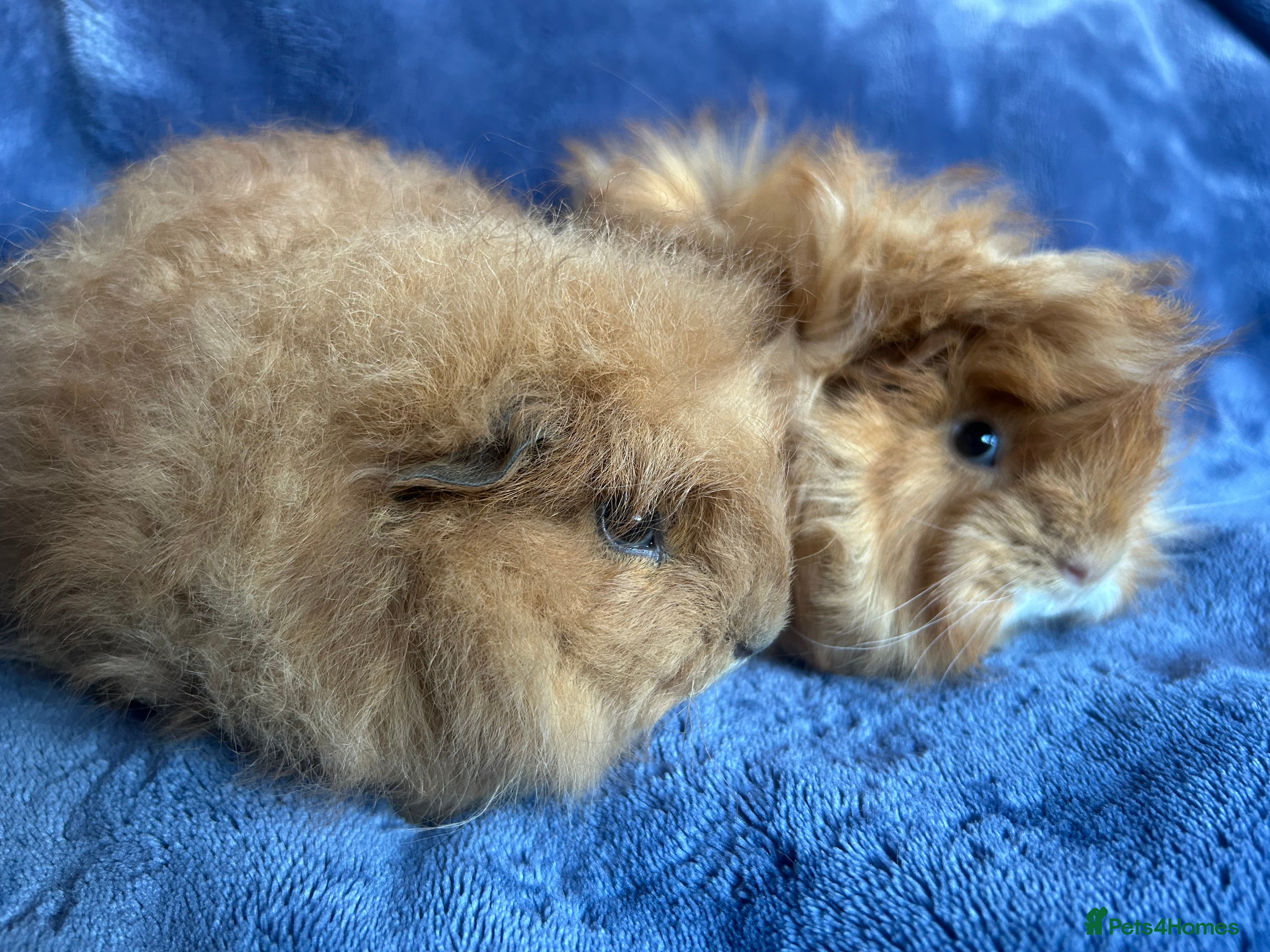 Guinea Pig rodents Swiss baby boar and funky baby boars  - Advert 21