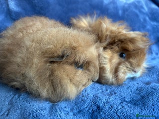 Guinea Pig rodents Swiss baby boar and funky baby boars - Advert 21