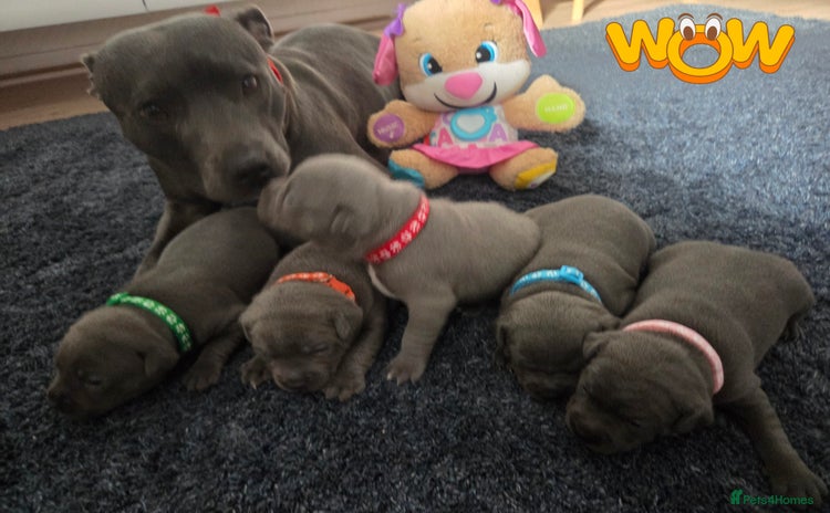 Staffordshire Bull Terrier dogs - Advert 9