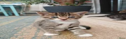 Mixed Breed cats for sale: 6 cute kittens for sale - Advert 20