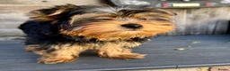 Yorkshire Terrier dogs for sale: Outstanding Yorkshire Terrier ❤️ONE GIRL LEFT! - Advert 6