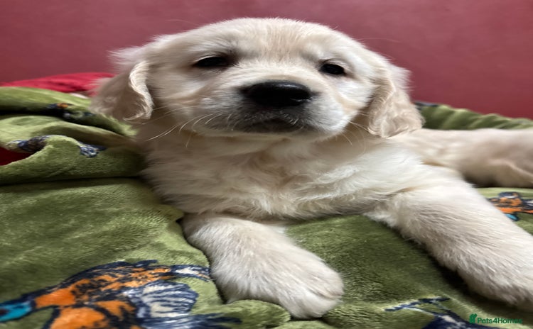 Golden Retriever dogs - Advert 1