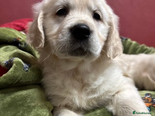 Golden Retriever dogs KC, Extensively Health tested Parents. Snow white - Advert 4