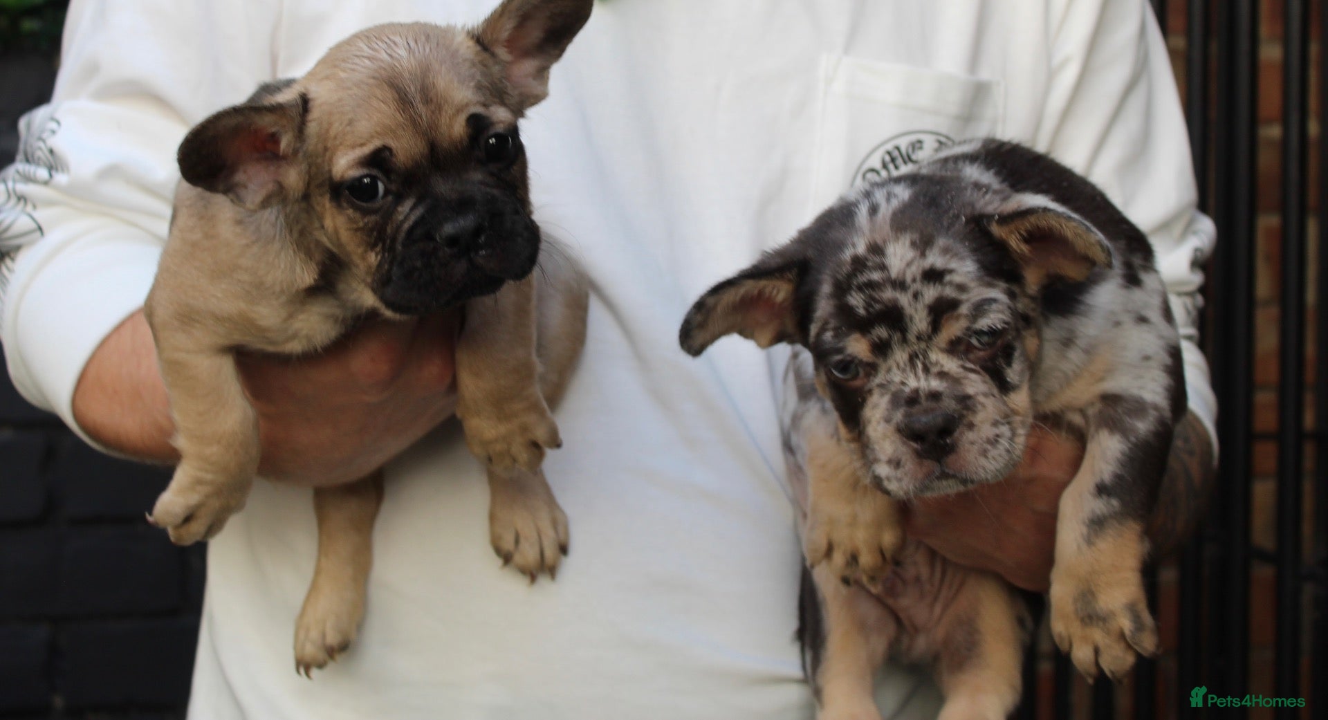 French Bulldog dogs French bulldogs for sale  - Advert 14