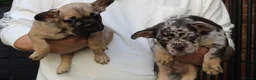 French Bulldog dogs for sale: French bulldogs for sale  - Advert 1