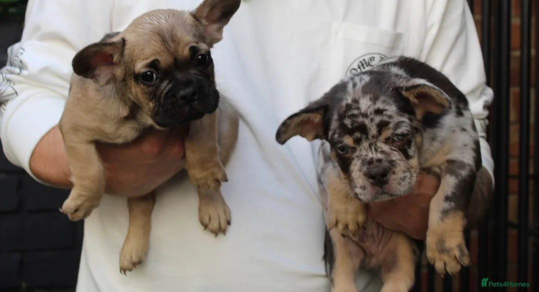 French Bulldog dogs for sale: French bulldogs for sale  - Advert 1