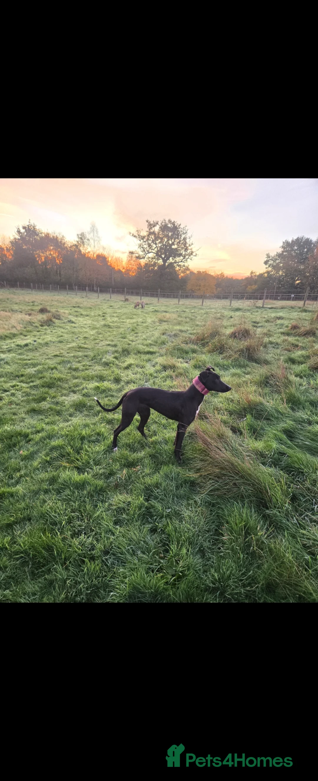 Lurcher dogs for sale: Kit - looking for loving home - Advert 1