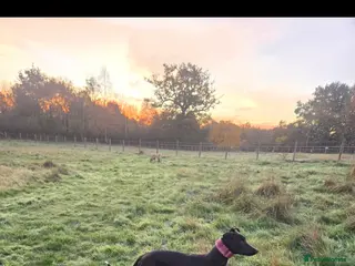 Lurcher dogs Kit - looking for loving home - Advert 5