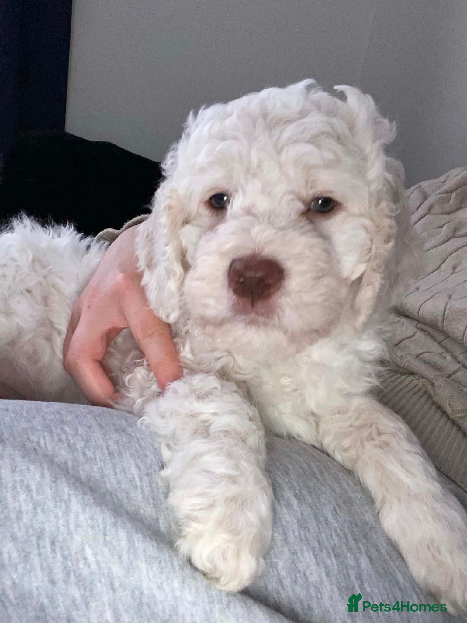 Lagotto Romagnolo dogs Lagotto Romagnolo Italian Water/Truffle Dogs   - Advert 1