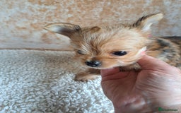 Chorkie dogs for sale: Chorkie boy for sale - Image 4