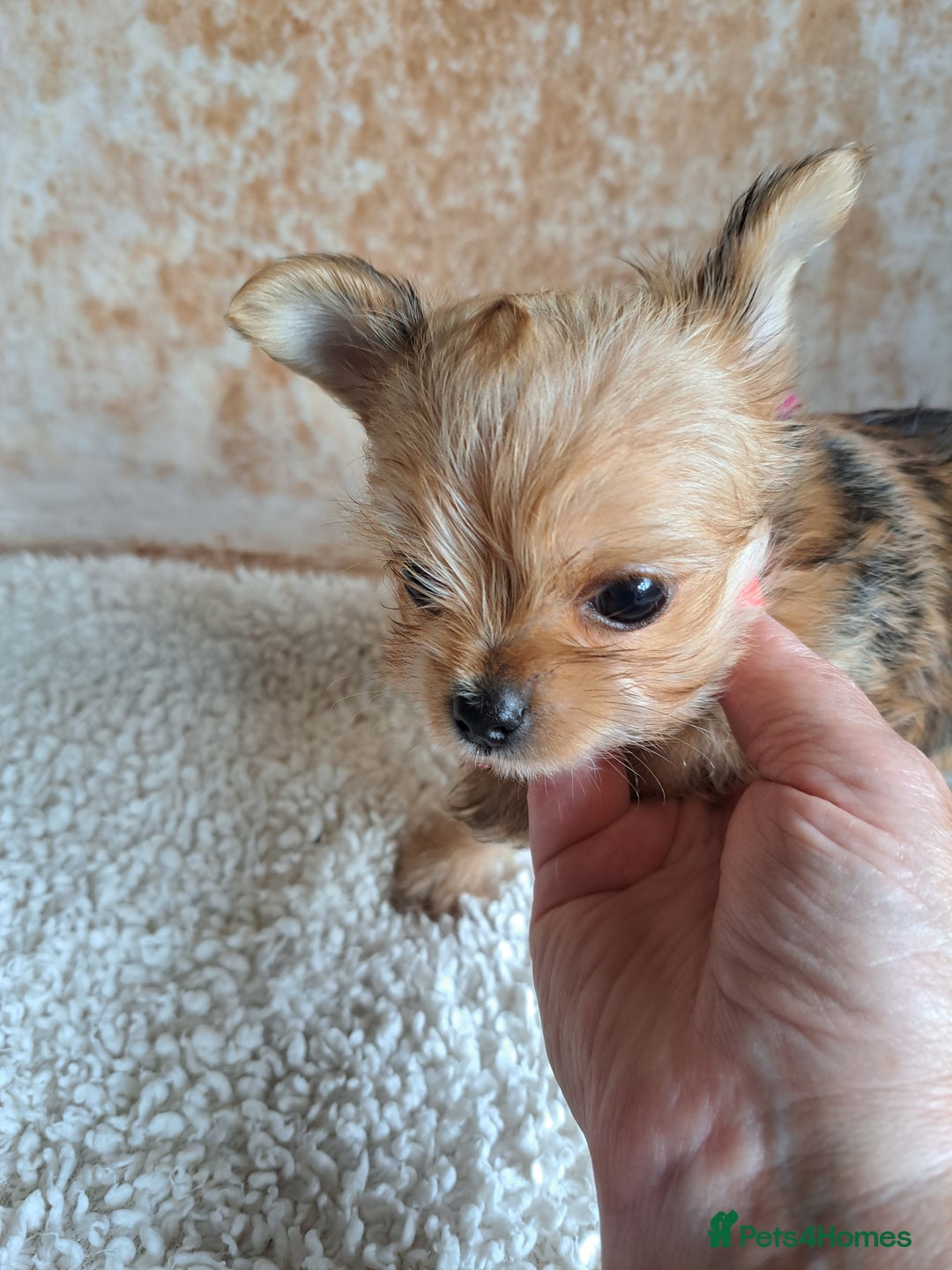 Chorkie dogs for sale: Chorkie boy for sale - Image 4