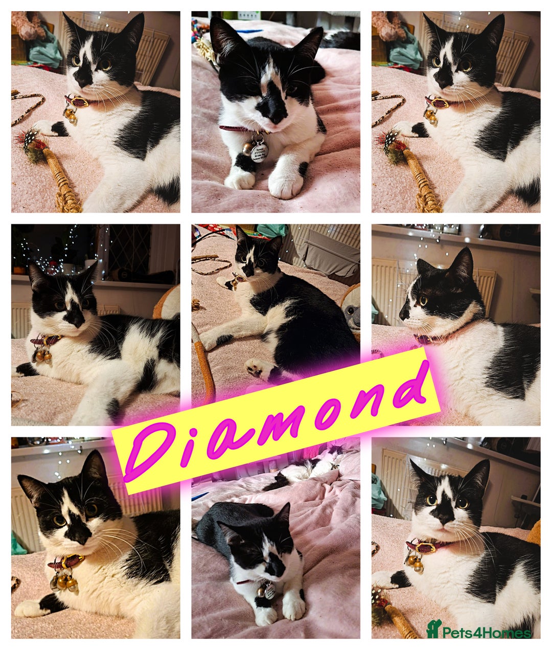 Mixed Breed cats for sale: Free to a Loving Home 2 Cats& 1 Kitten-Swansea - Advert 15