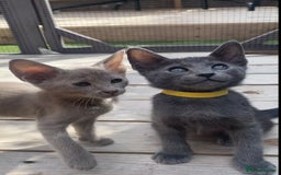 Mixed Breed cats for sale: Oriental X Siamese  - Image 9
