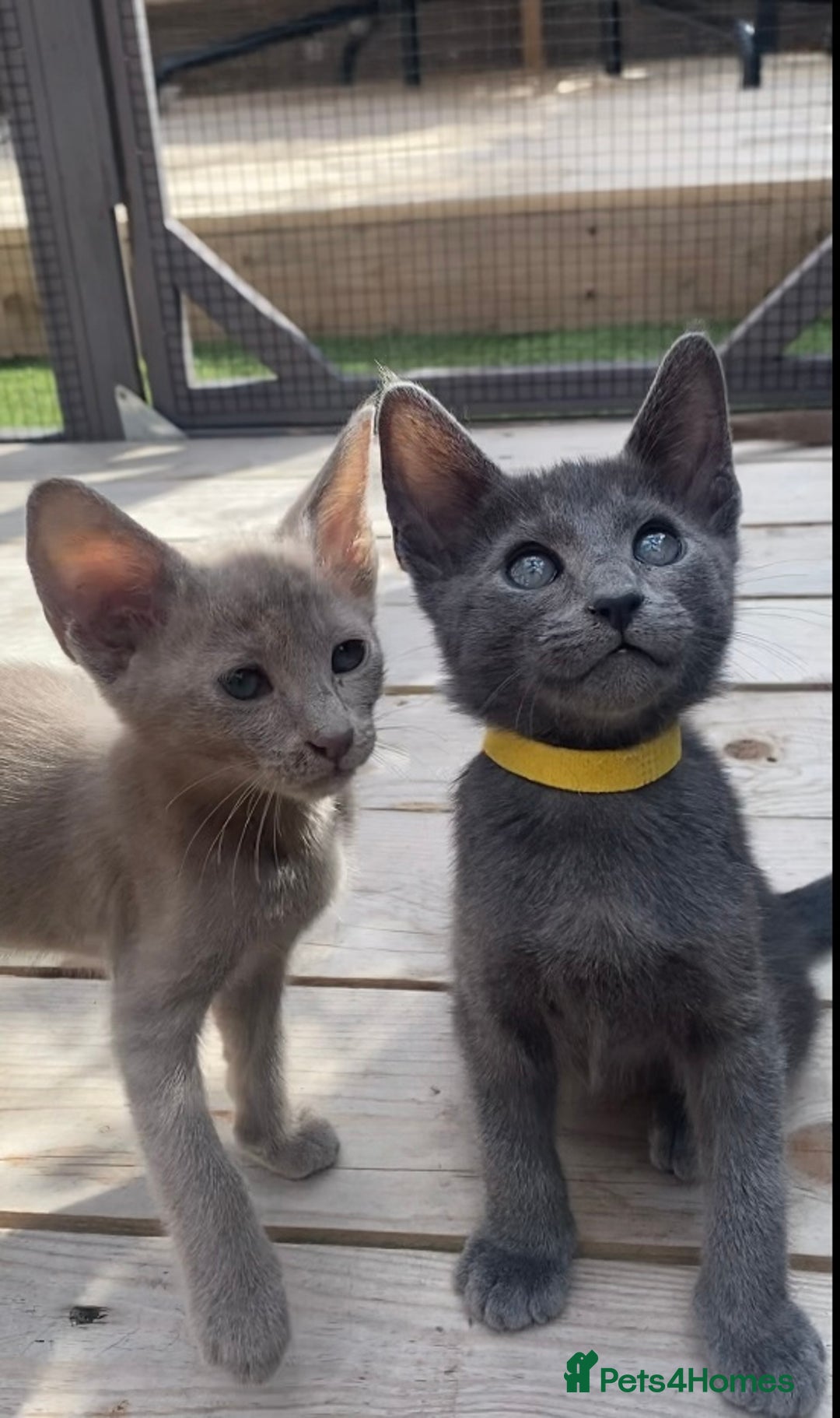Mixed Breed cats for sale: Oriental X Siamese  - Image 9