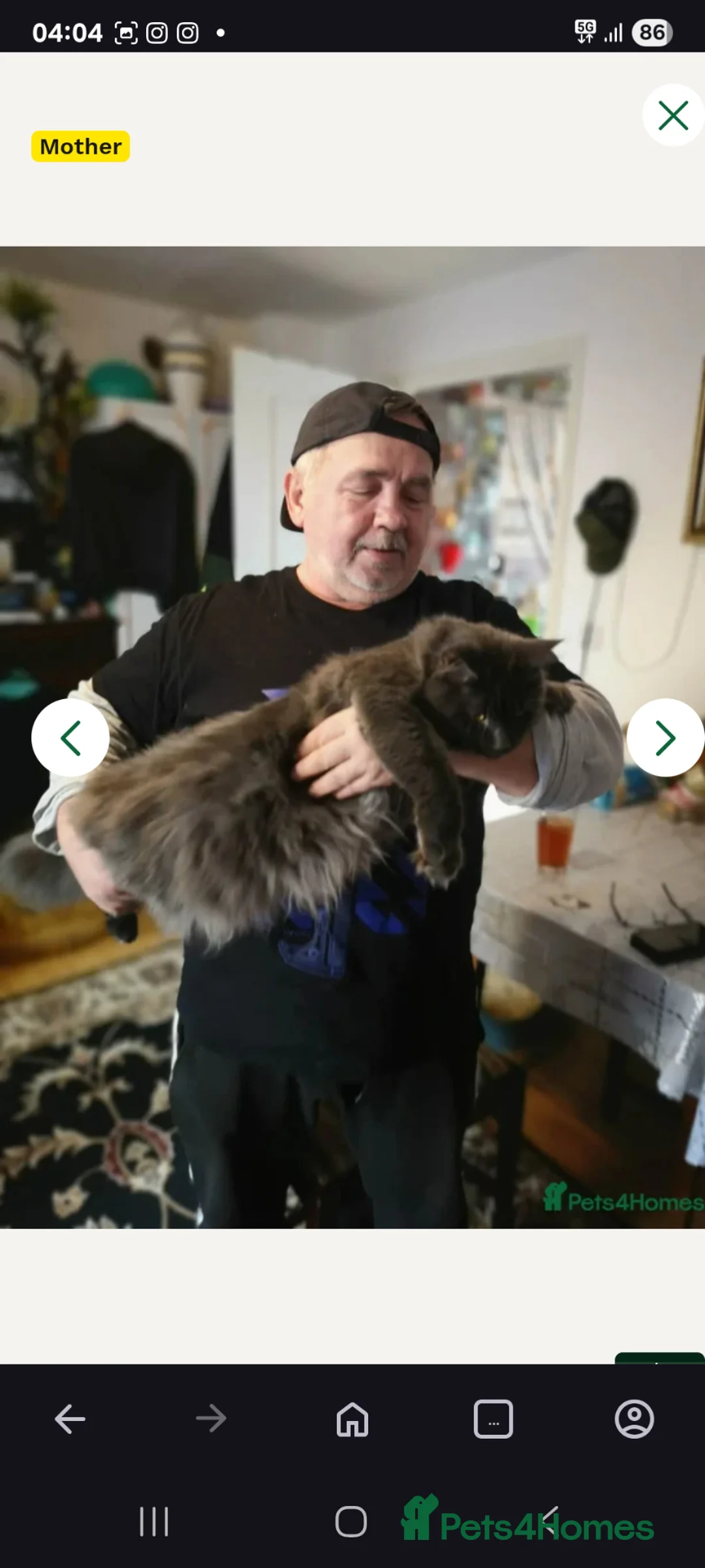 Maine Coon cats for sale: XXL Giant Main Coon  - Advert 15