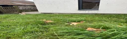 Mixed Breed cats for sale: Ginger Kittens for sale! Ready now!  - Advert 5