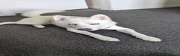 Siberian Husky dogs for sale: The Beautiful Ghost in Dunfermline - Advert 3