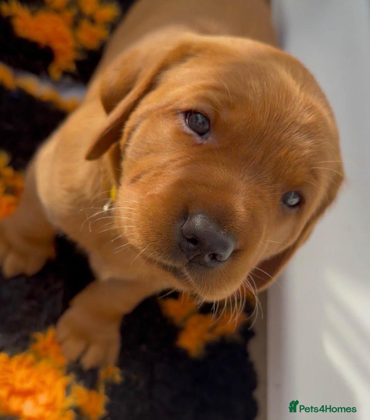 Labrador Retriever dogs Red Fox Labradors - Advert 2