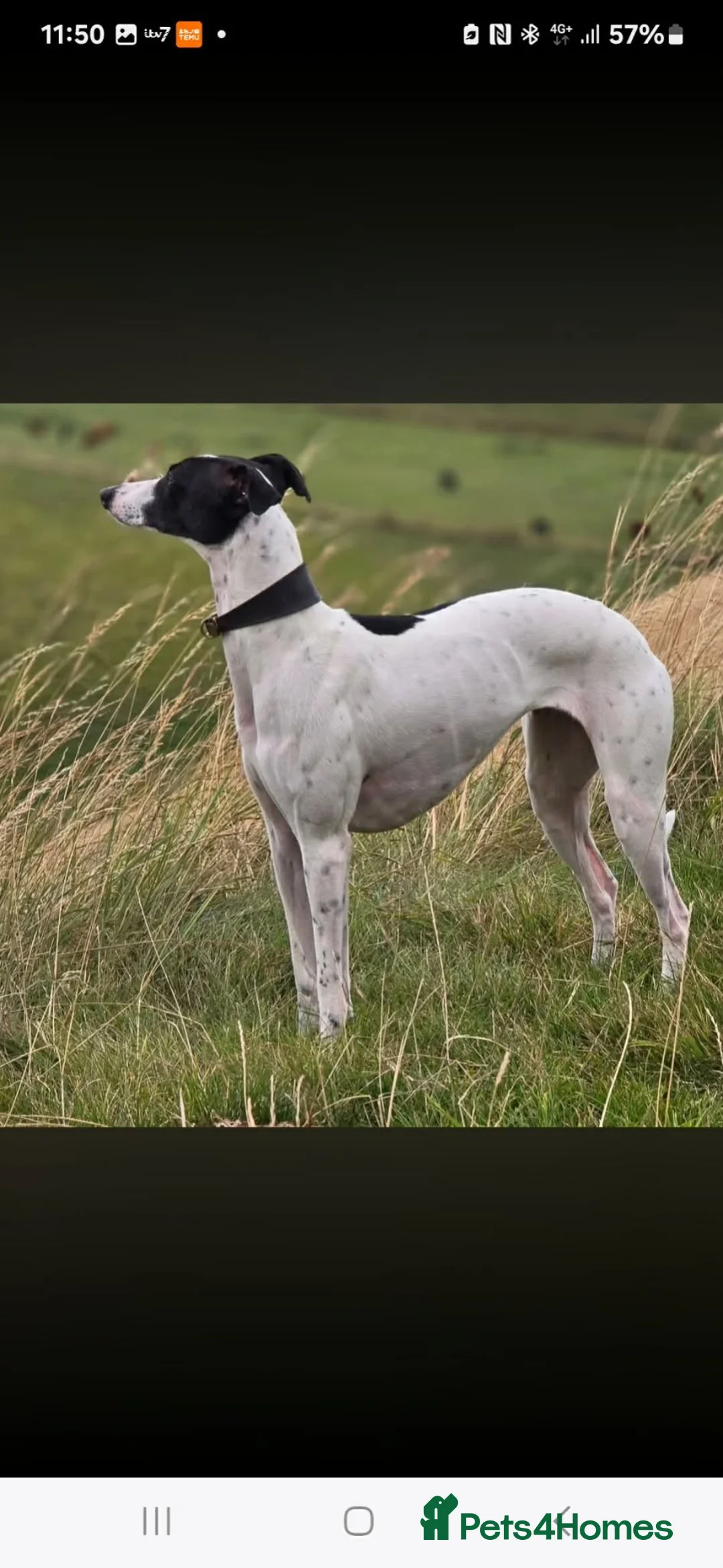 Mixed Breed dogs for sale: Bedlington X whippet  - Advert 1
