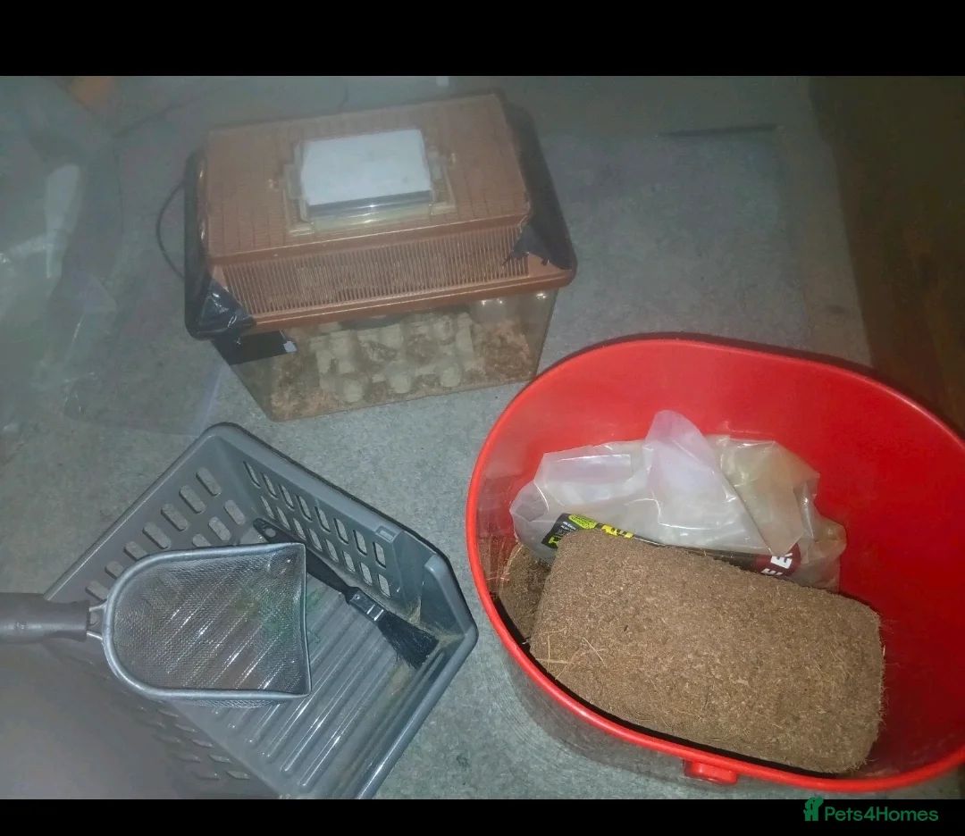 Gecko reptiles for sale: 2 male geckos with 1 setup  in Bridgend - Advert 8