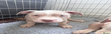 American Bully 3