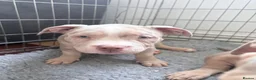 American Bully dogs for sale: Puppies for sale - Advert 14