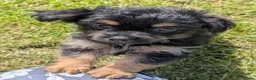 Chorkie dogs for sale: 3 little bundles of joy - Advert 7