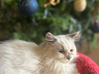 Ragdoll cats Gorgeous Tica ragdoll kittens ready now - Advert 9