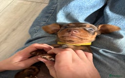 Miniature Dachshund dogs for sale: Miniature dachshund puppies  - Image 36
