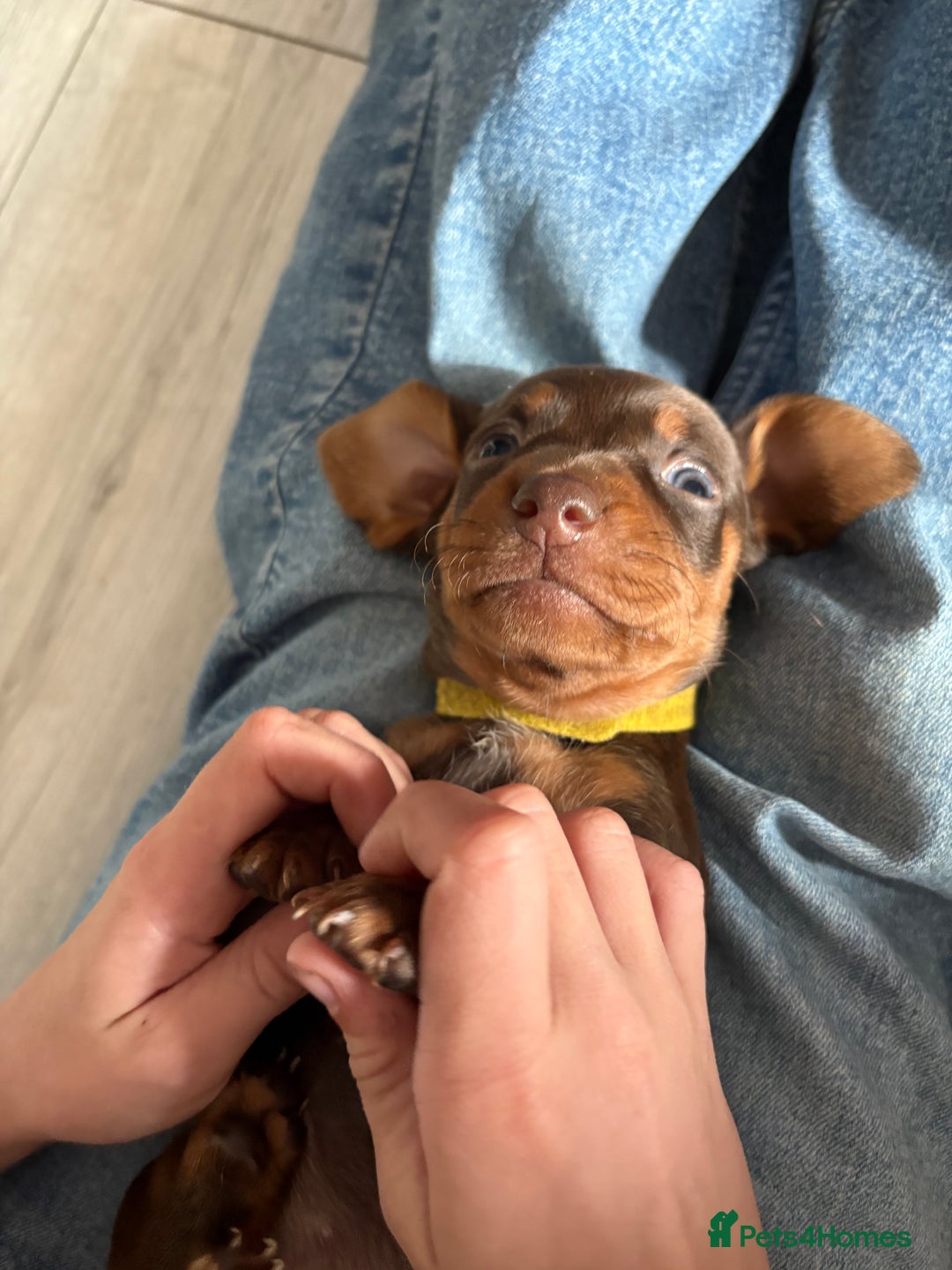 Miniature Dachshund dogs for sale: Miniature dachshund puppies  - Image 36