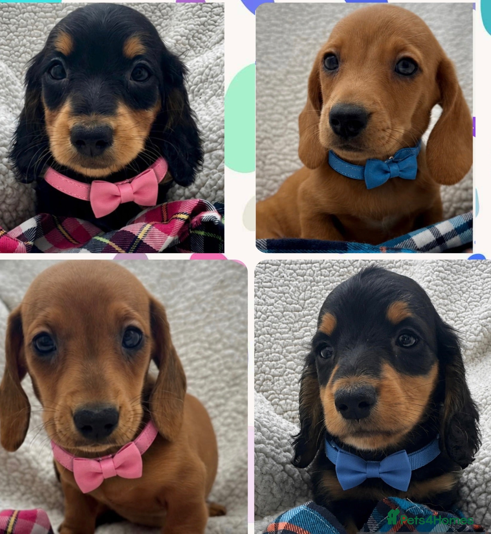 Dachshund dogs BEAUTIFUL KC REG & PRA CLEAR MINI DACHSHUNDS🩷💙 - Advert 1
