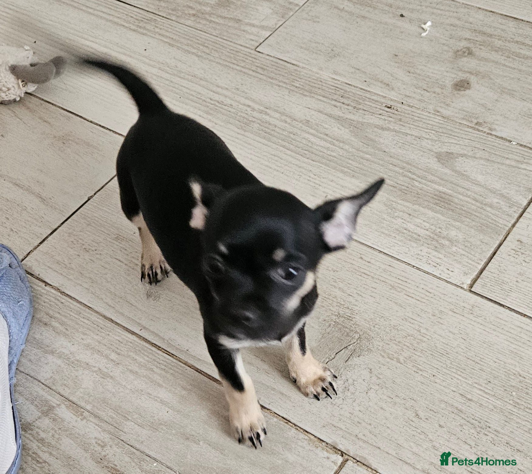 Chihuahua dogs Chihuahua puppies merle, white, black  - Advert 10