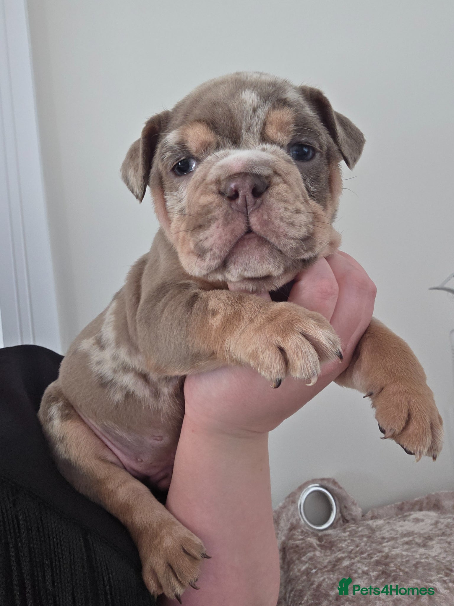 English Bulldog dogs british bulldog pups - Advert 2