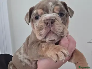 English Bulldog dogs british bulldog pups - Advert 2