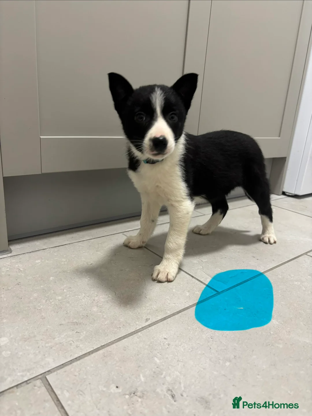 Border Collie dogs for sale: Border Collie puppies for sale - Advert 15