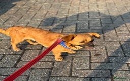 Mixed Breed dogs for adoption: Lovely Luna looking for LOVE - Image 14