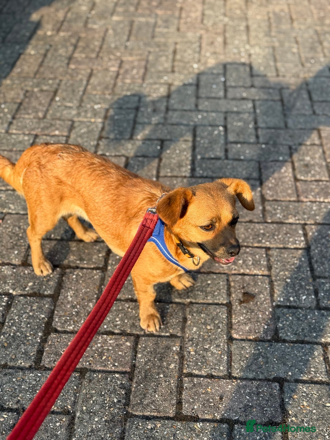 Mixed Breed dogs for adoption: Lovely Luna looking for LOVE - Image 14