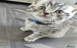 British Shorthair cats for sale: Stunning British Shorthair Kittens For Sale - Image 13