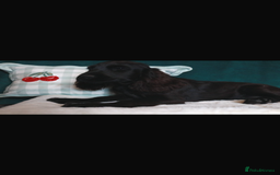 Cocker Spaniel dogs for sale: Gorgeous show cocker spaniel puppies for sale  - Image 18