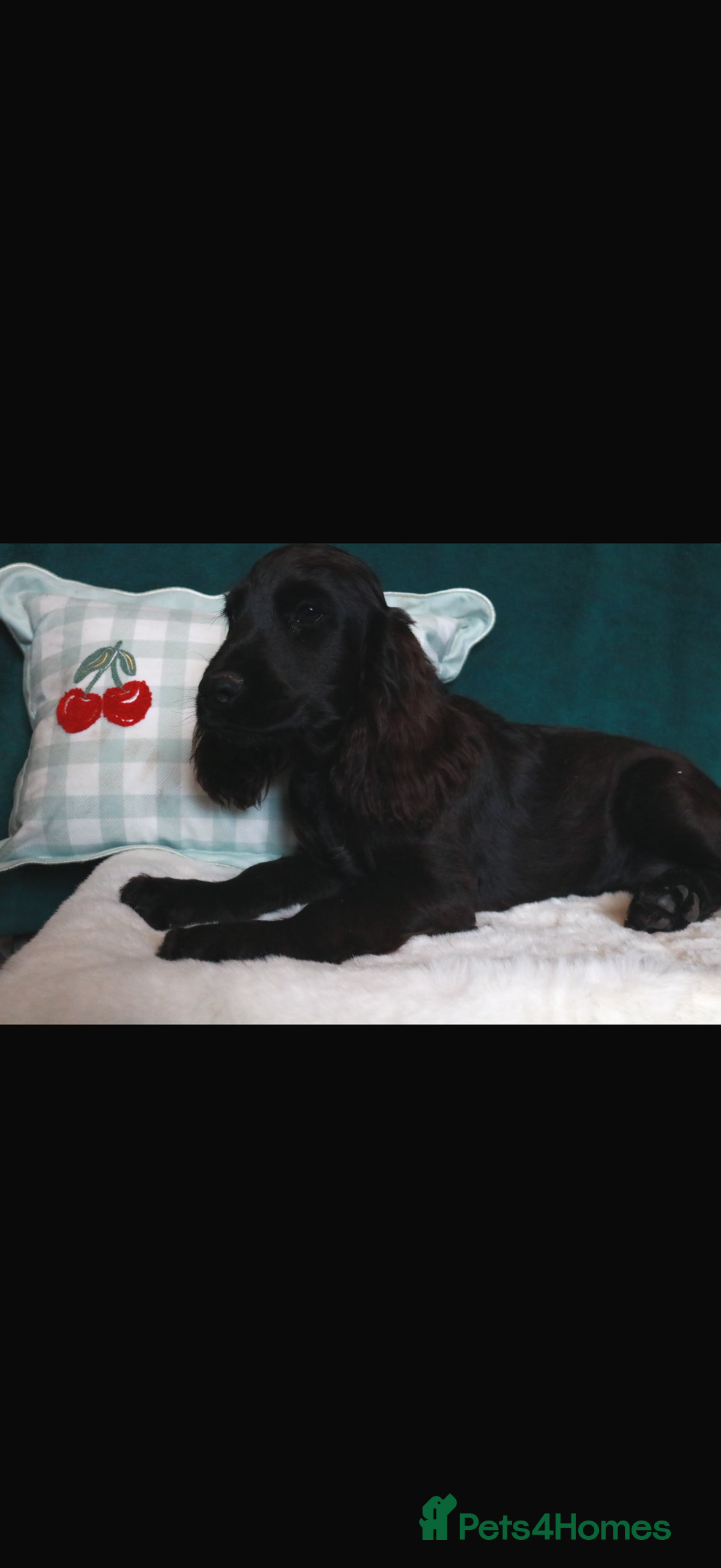Cocker Spaniel dogs for sale: Gorgeous show cocker spaniel puppies for sale  - Image 18