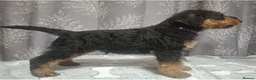 Airedale Terrier dogs for sale: Gorgeous Airedale Litter! - Advert 14