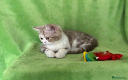Scottish Fold cats for sale: Beautiful Scottish fold baby’s  in Reading - Image 23